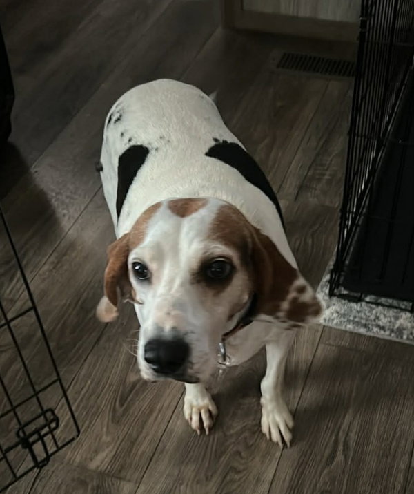 Sadie Adopt or Foster*