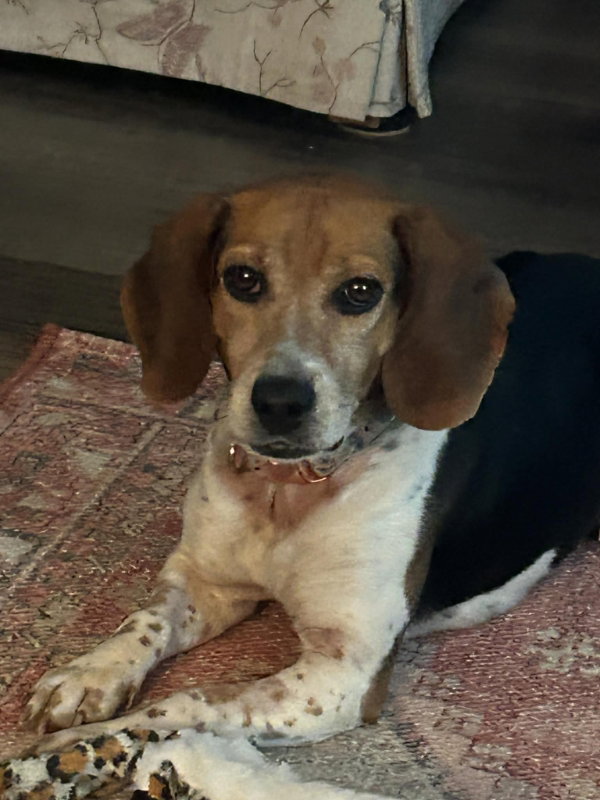 Pebbles *Adopt or Foster*