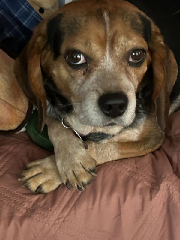 Charlie *Adoption Pending*