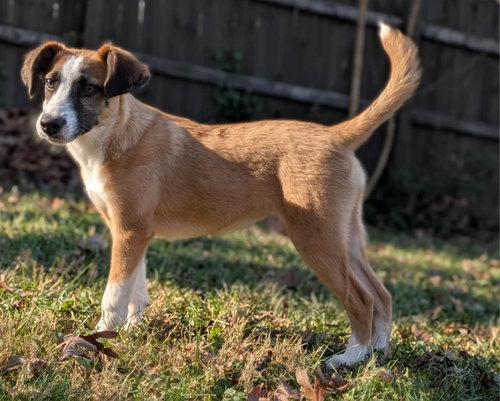 Jingle *Adopt or Foster*, an adoptable Hound in Fairfax, VA