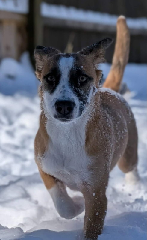 Jingle *Adopt or Foster*