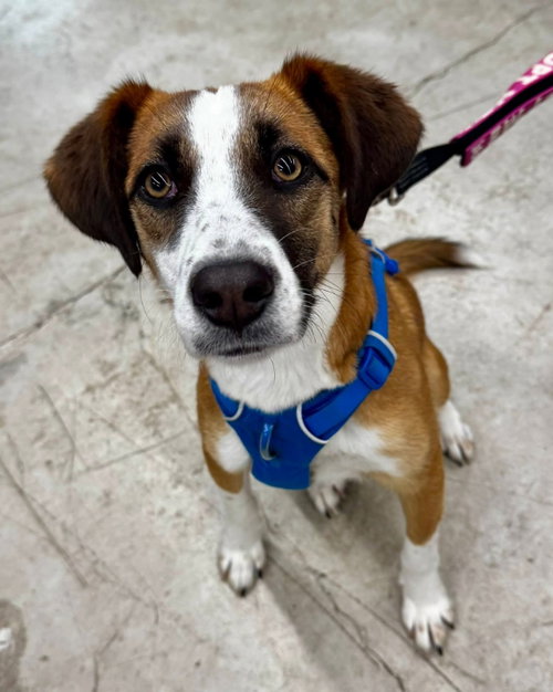 Jingle *Adopt or Foster*, an adoptable Hound in Fairfax, VA