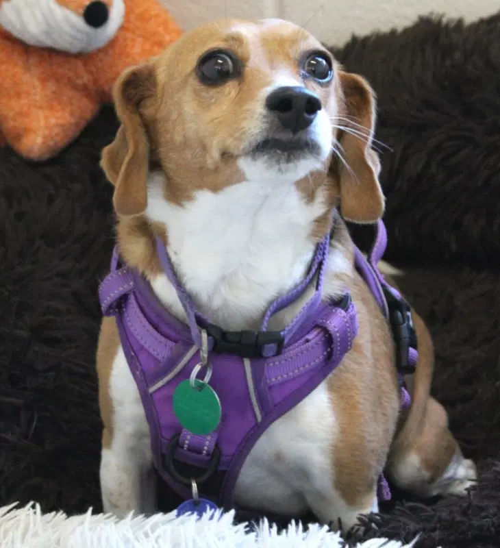 Callie Adopt Or Foster - Beagle