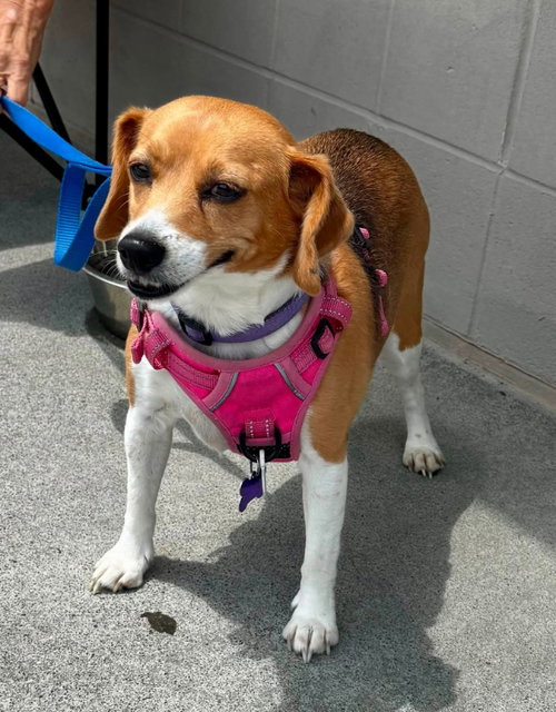 Callie *Adopt or Foster, photo 2