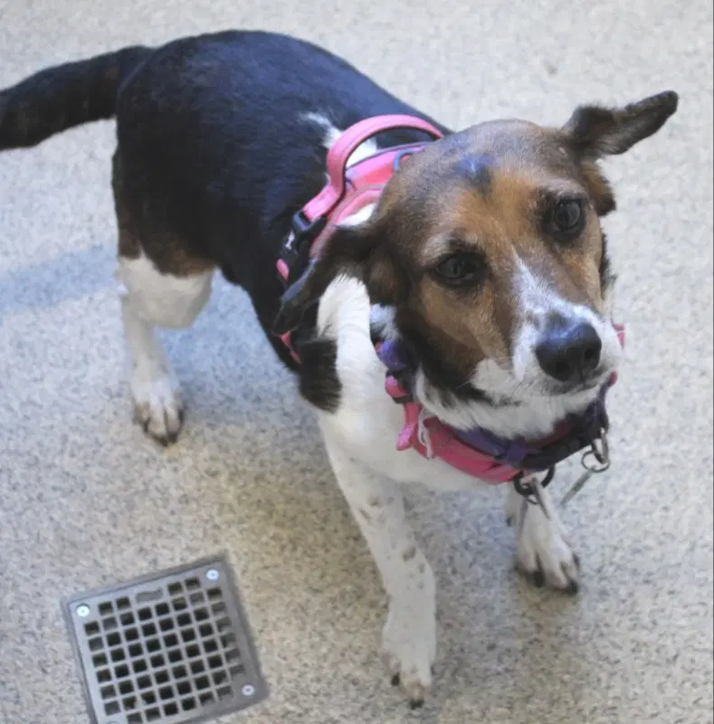 Anya Adopt Or Foster - Beagle