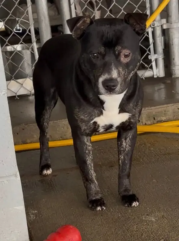 Lincoln Adopt image 2