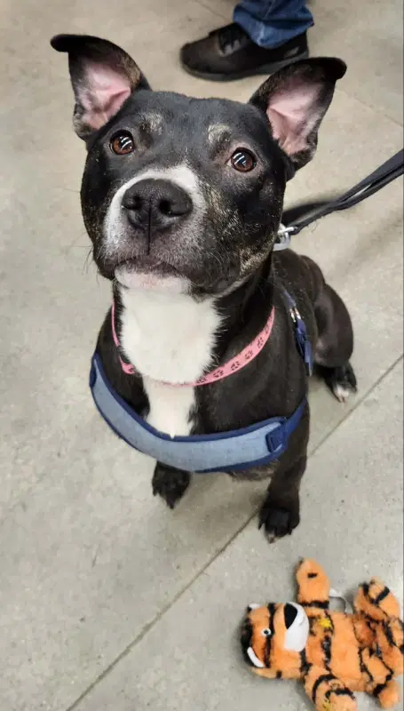 Lincoln Adopt Or Foster - Pit Bull Terrier