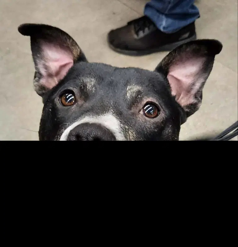 Lincoln Adopt image 3