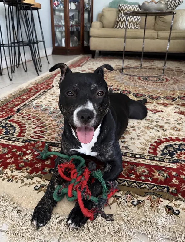 Lincoln Adopt image 4
