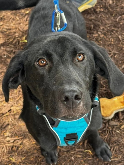 Mr Magoo*Adopt or Foster*, an adoptable Black Labrador Retriever in Fairfax, VA