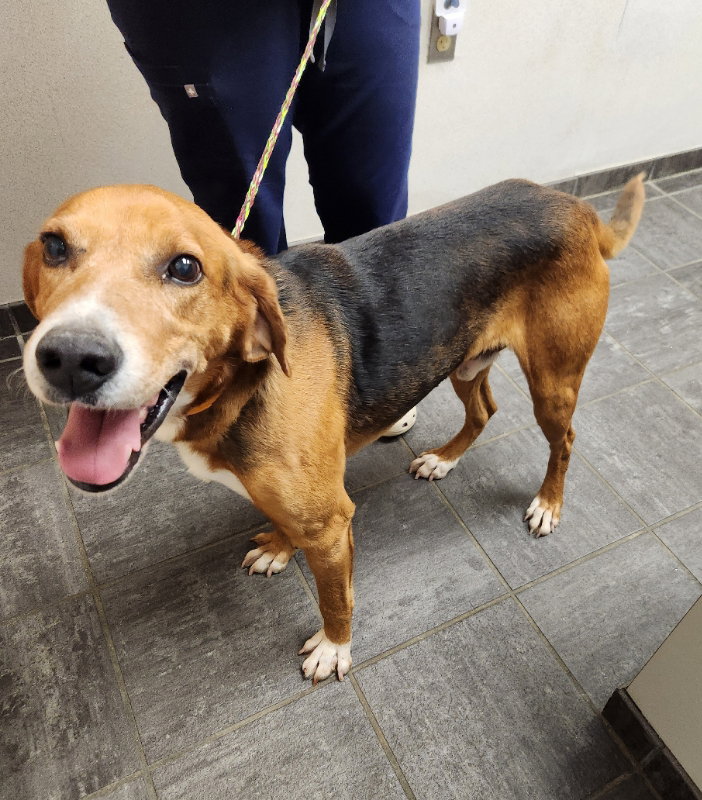Ranger *Adopt or Foster*