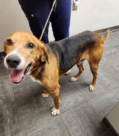 Ranger *Adopt or Foster*, an adoptable Treeing Walker Coonhound in Fairfax, VA