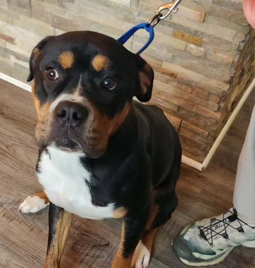 Rocko * Adopt or Foster*