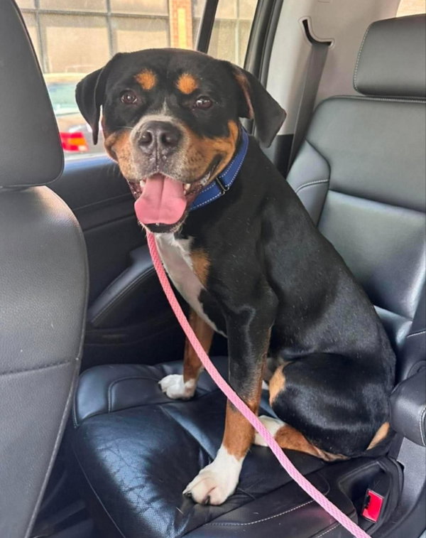 Rocko * Adopt or Foster*