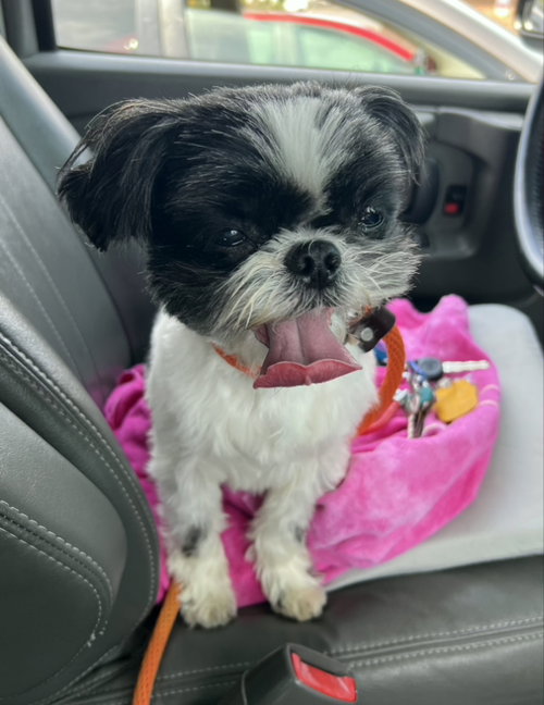 Sofie *Adopt or Foster*