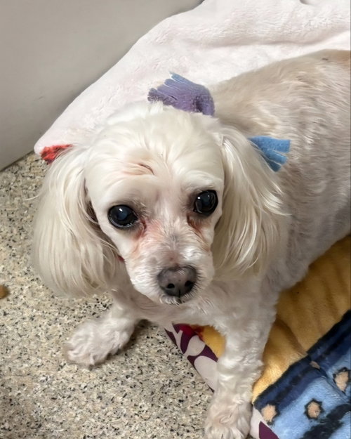 Tinkerbell *Adopt or Foster*