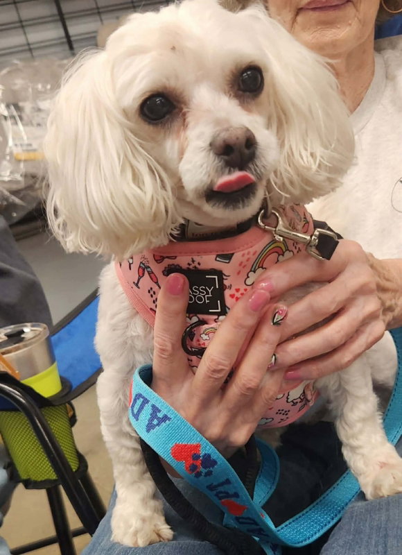 Tinkerbell *Adopt*