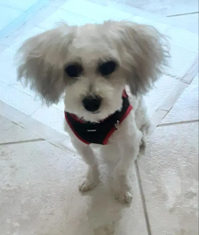 Matty  Adopt - Maltipoo