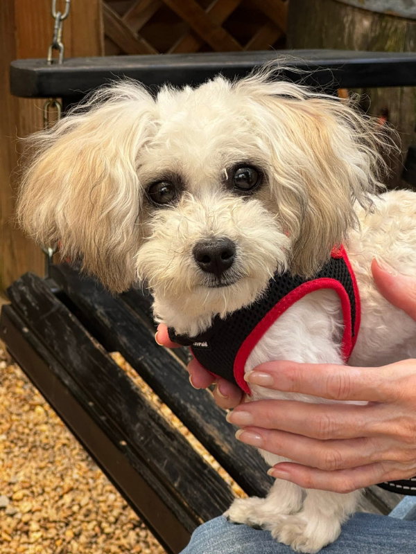 Matty * Adoption Pending*