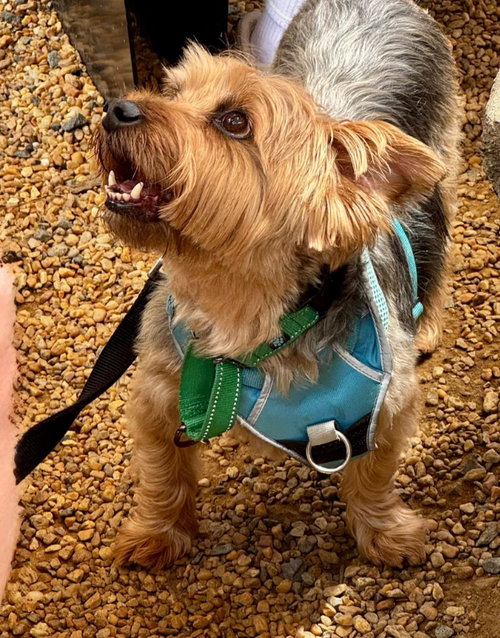 Sam * Adopt or Foster, photo 2
