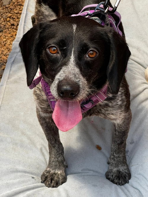 Ada *Adopt or Foster*