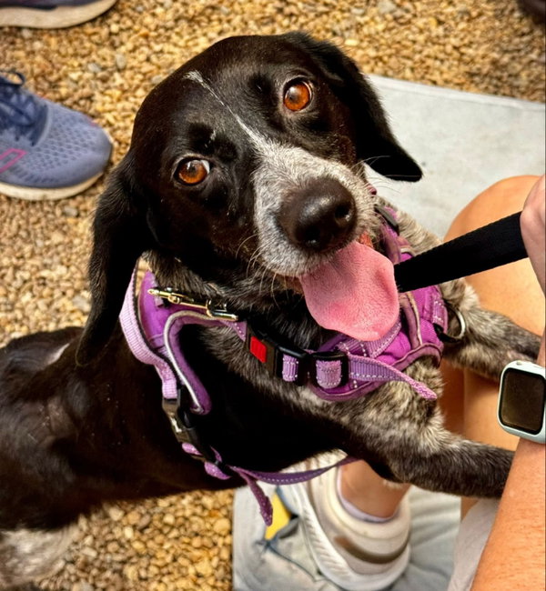 Ada *Adopt or Foster*