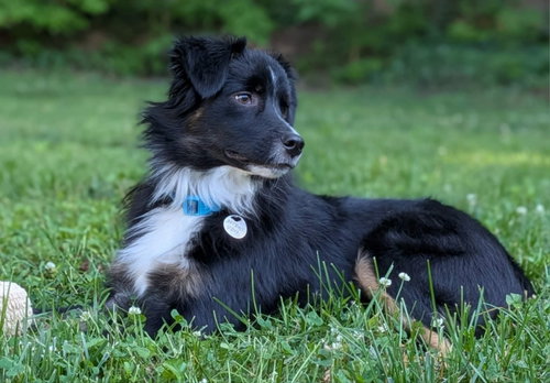 Smores *Adopt or Foster*