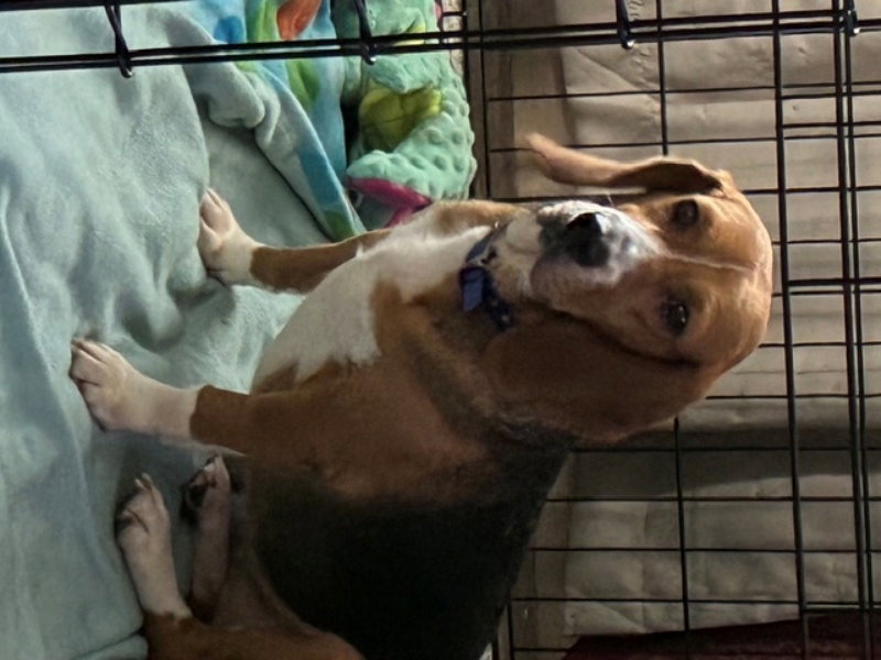 Dixie  *Adoption Pending*