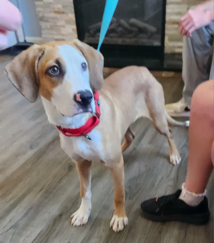 Neo Adopt Or Foster - Hound