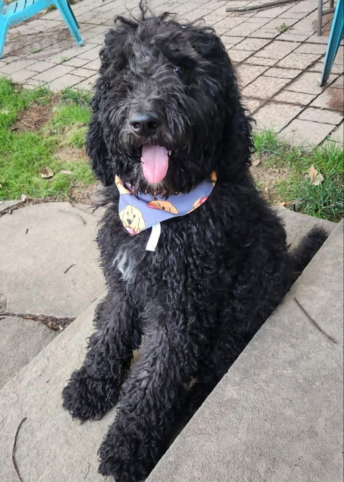 Luigi *Adopt Or Foster*