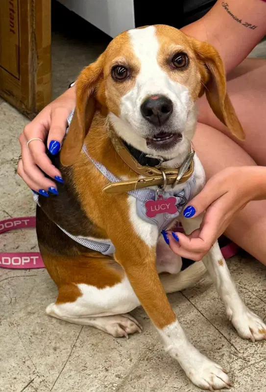 Lucy Adopt Or Foster - Beagle