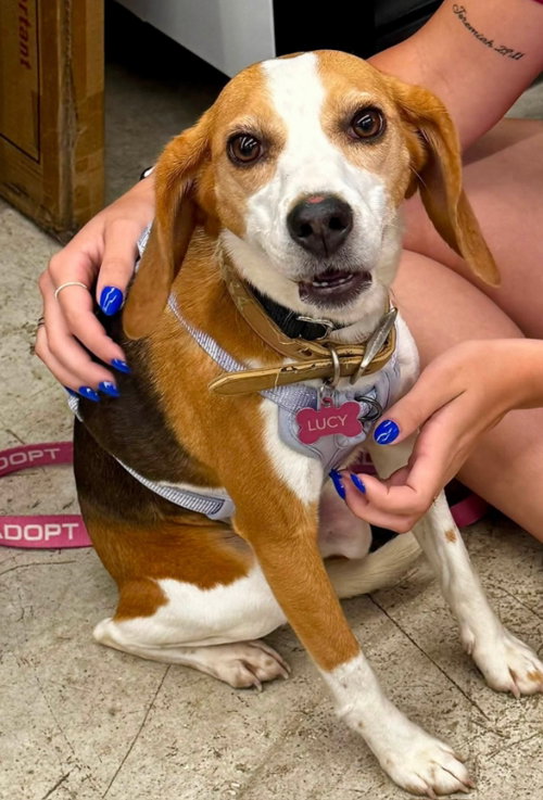 Lucy *Adopt or Foster*