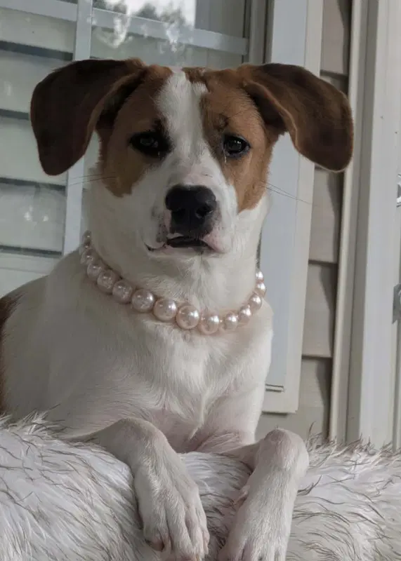 Tinsel Adopt Or Foster - Hound