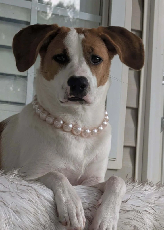 Tinsel Adopt Or Foster
