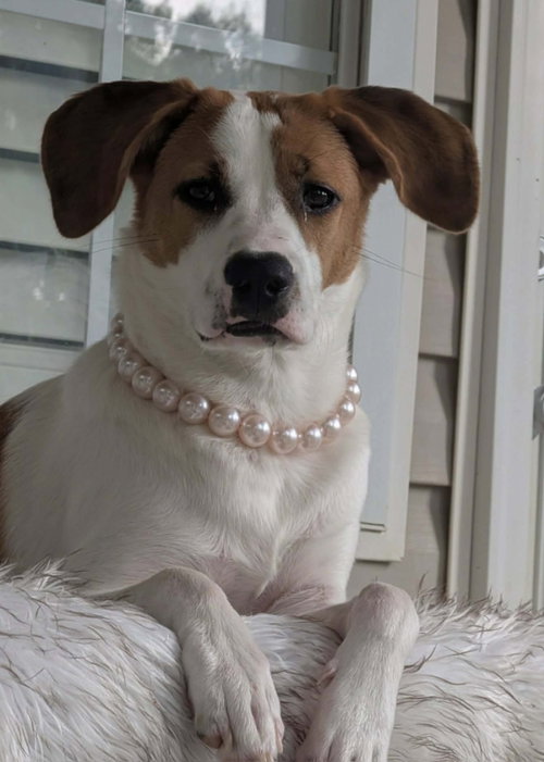 Tinsel *Adoption Pending*, a dog for adoption from Mutt Love Rescue