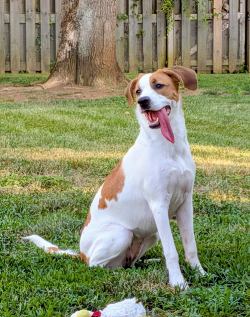 Photo 2 of Tinsel *Adoption Pending*