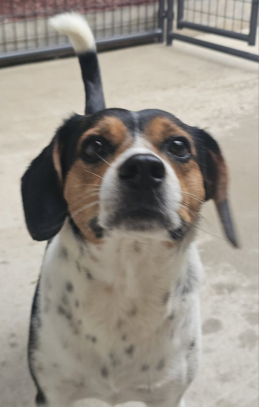 Lil Man *Adopt or Foster*, Beagle