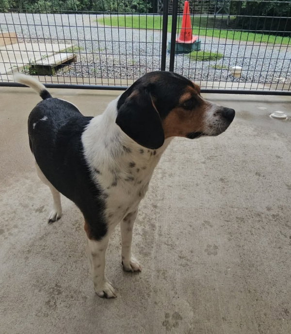 Lil Man *Adopt or Foster*