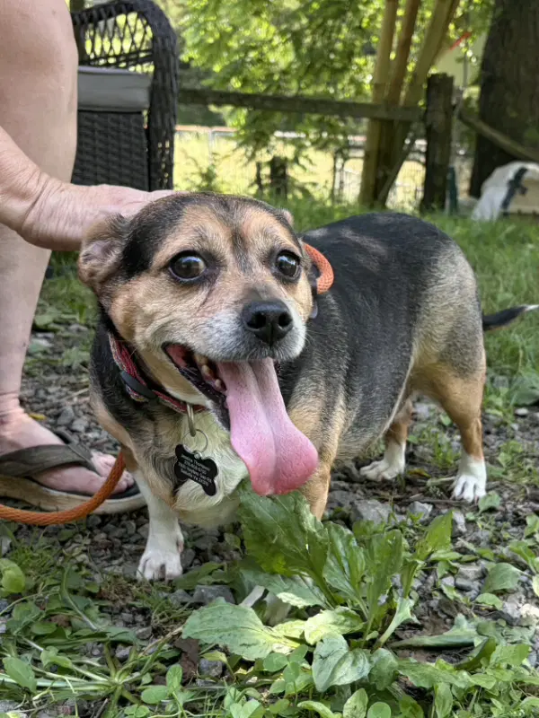 Zuni Adopt Or Foster - Beagle