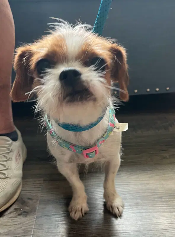 Matilda  Adopt Or Foster - Brussels Griffon