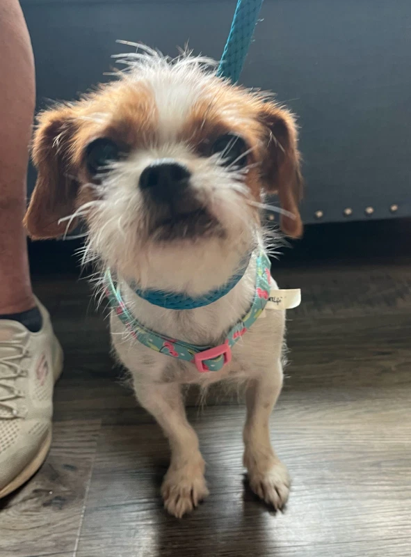 Matilda  Adopt Or Foster