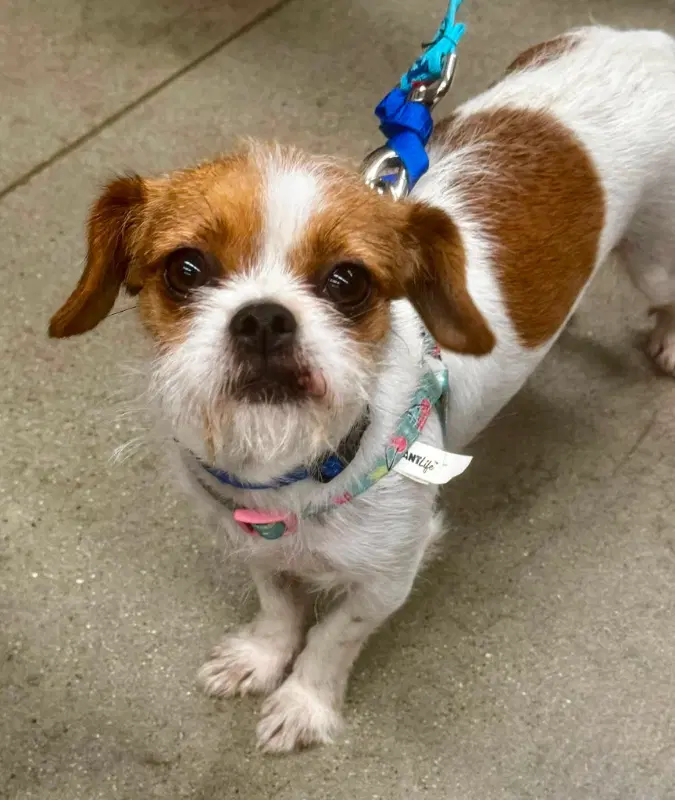 Matilda  Adopt Or Foster image 3