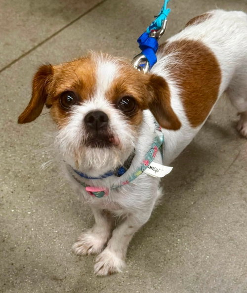 Photo 3 of Matilda * Adoption Pending*