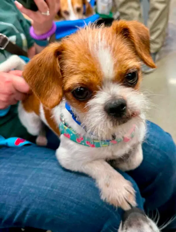 Matilda  Adopt Or Foster image 2