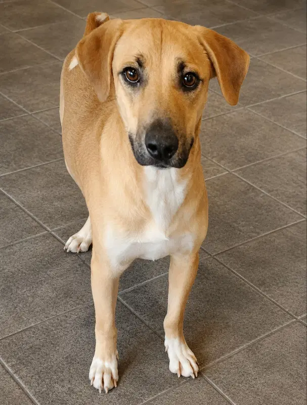 Gator Adopt Or Foster - Black Mouth Cur