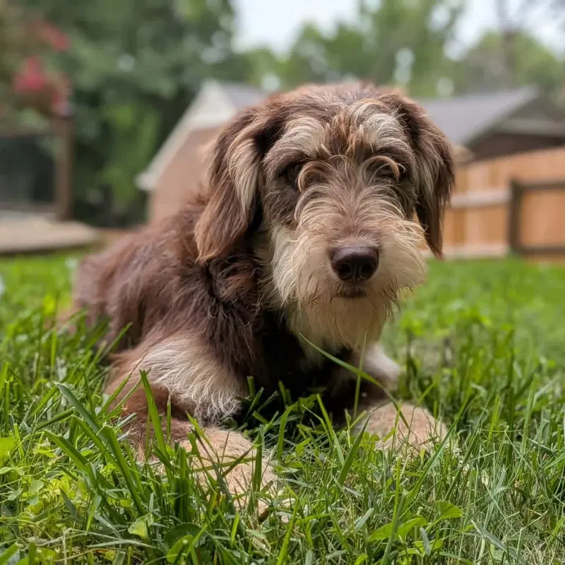 Breeze  Adopt Or Foster - Poodle (Standard)