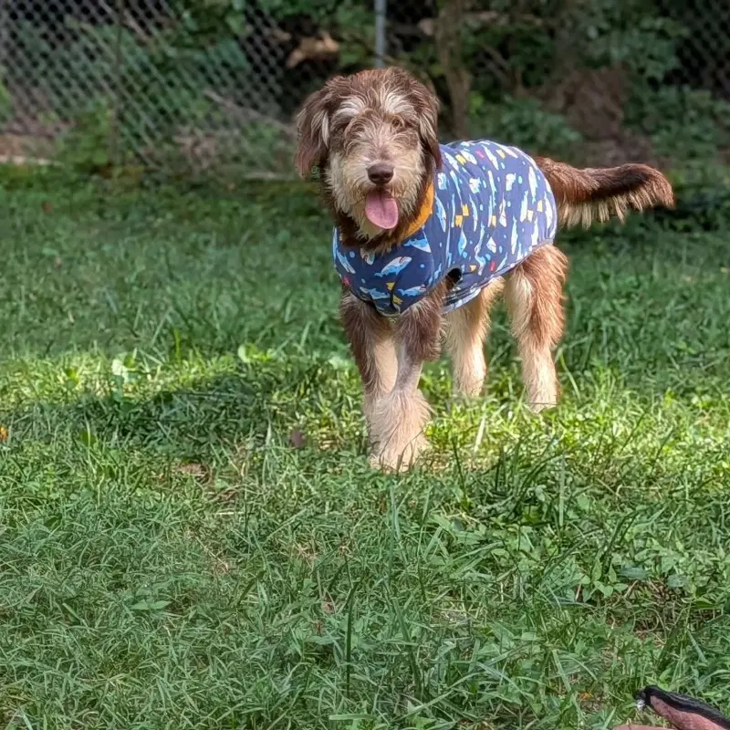 Breeze  Adopt Or Foster image 2