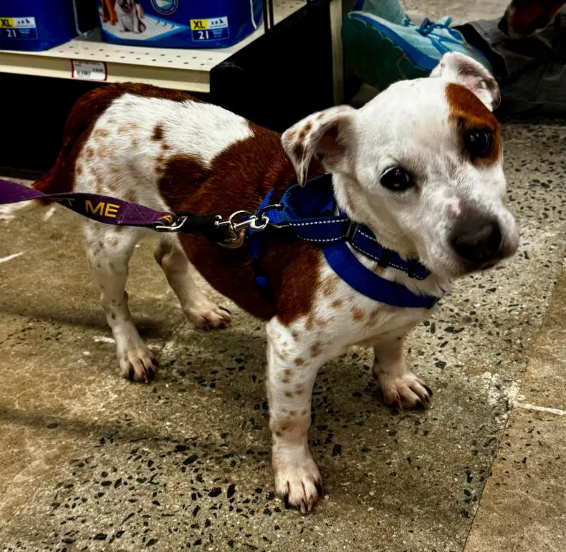 Sam Adopt Or Foster - Jack Russell Terrier (Parson Russell Terrier)
