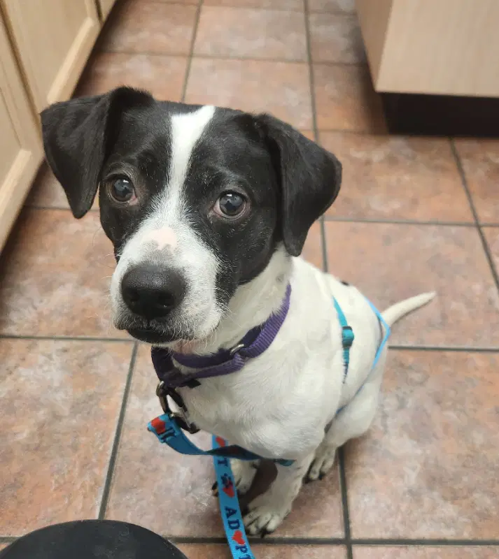 Minnie Adopt Or Foster - Beagle