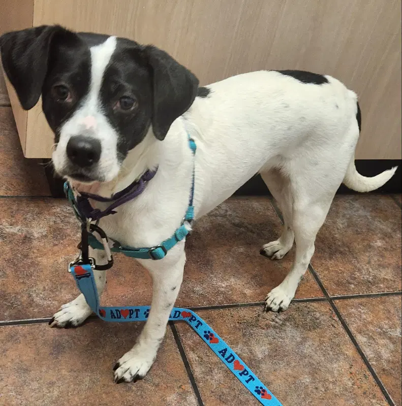 Minnie Adopt Or Foster image 3